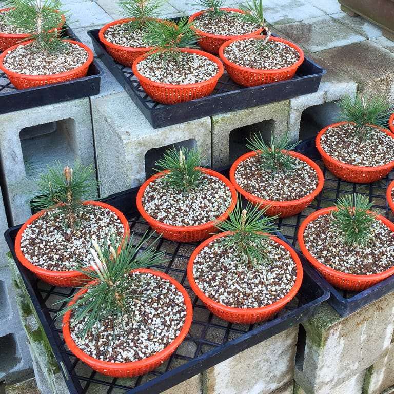 我花园里的黑松盆景