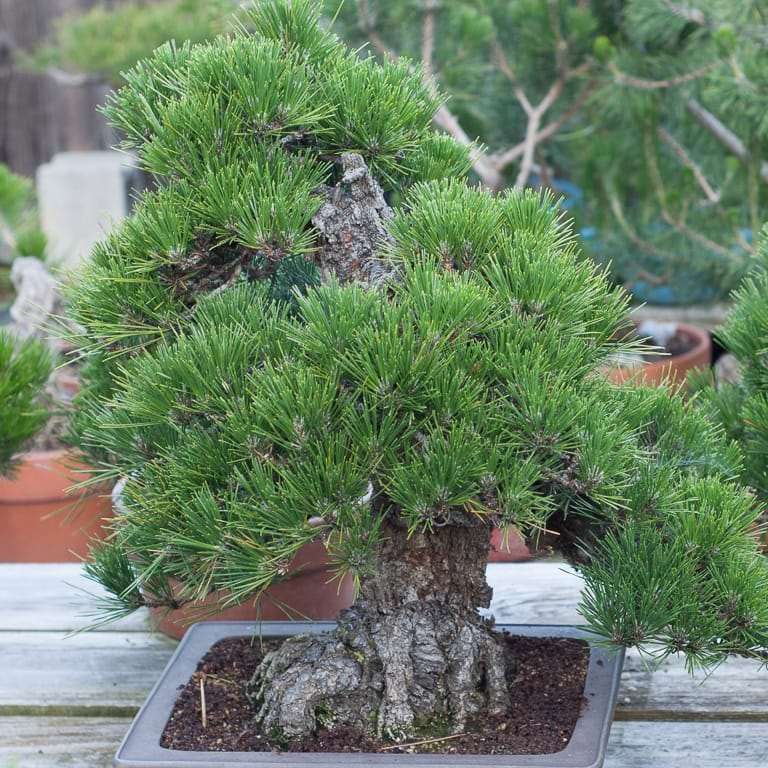 我花园里的黑松盆景