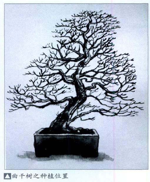 盆景怎么配盆