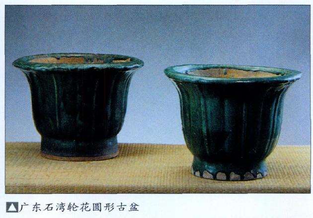 盆景怎么选用盆钵的7个要点 图片