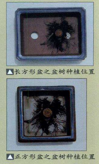 盆景怎么选用盆钵的7个要点 图片