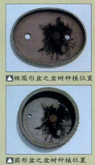 盆景怎么选用盆钵的7个要点 图片