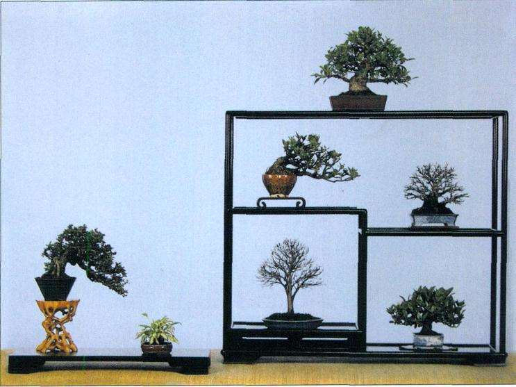 小品盆景素材怎么选择