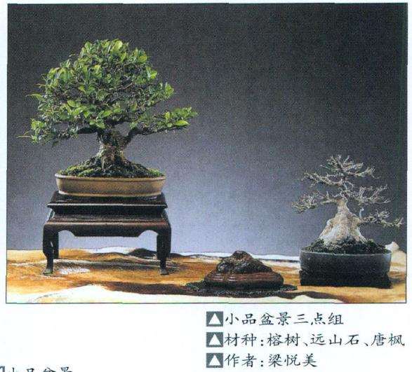 小品盆景素材怎么选择