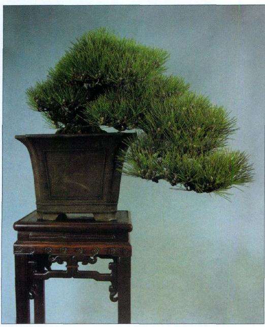 小品盆景素材怎么选择