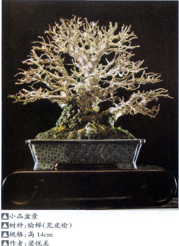 小品盆景怎么创作理念和管理方法