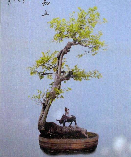 师法自然谈盆景