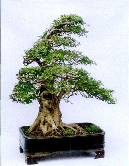 师法自然谈盆景