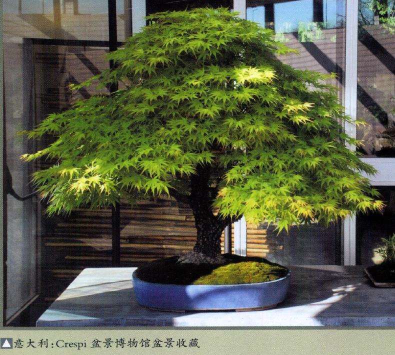 怎么加速促进中国盆景走向世界