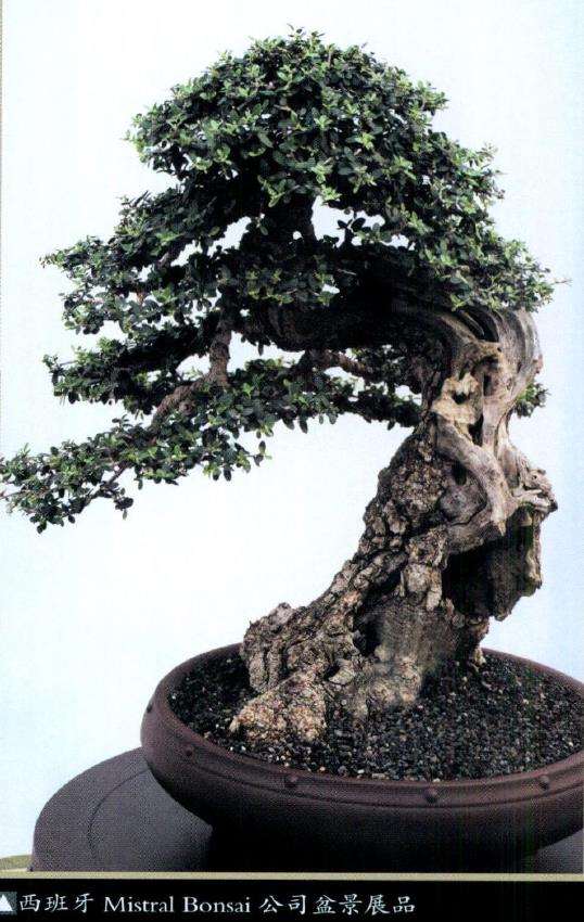 怎么加速促进中国盆景走向世界