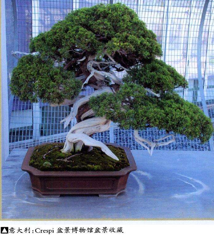 怎么加速促进中国盆景走向世界