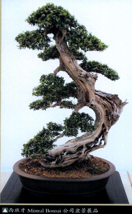 怎么加速促进中国盆景走向世界