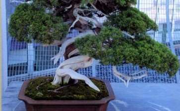 怎么加速促进中国盆景走向世界 图片