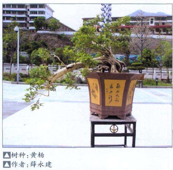 甘肃文县第二届盆景展