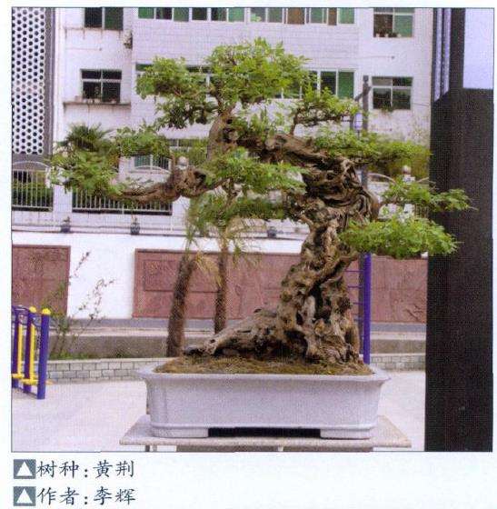 甘肃文县第二届盆景展