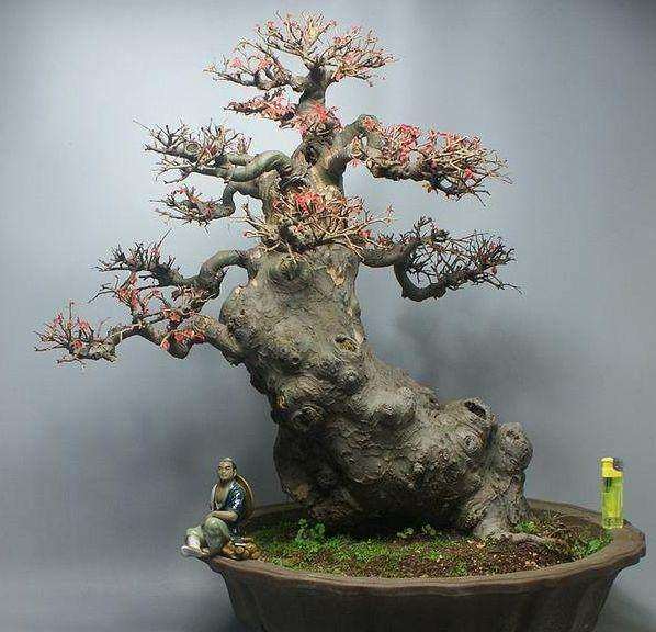 盆景中美的5个形式是什么