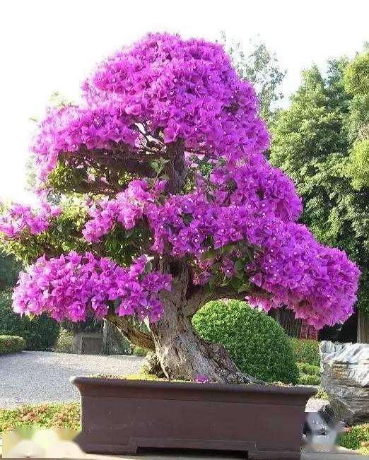 盆景中美的5个形式是什么