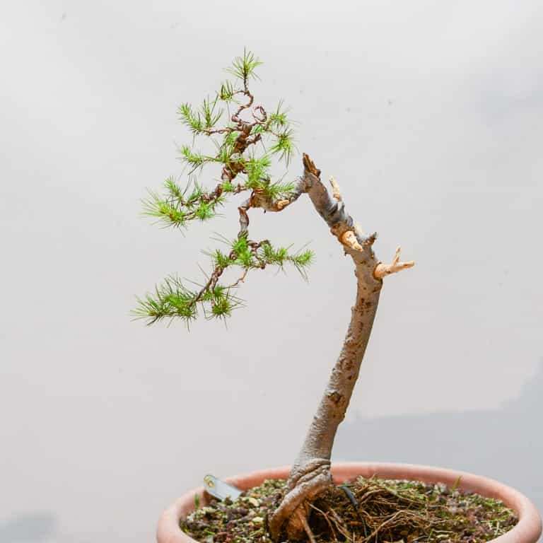 阿勒颇松树盆景怎么蟠扎修剪的7个过程