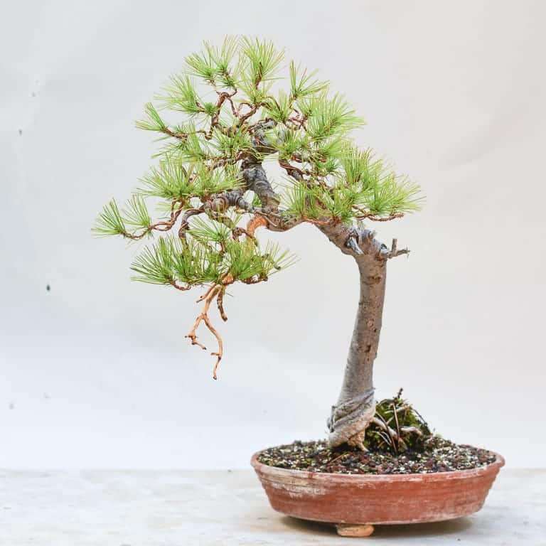 阿勒颇松树盆景怎么蟠扎修剪的7个过程