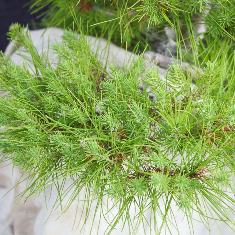 阿勒颇松树盆景怎么蟠扎修剪的7个过程