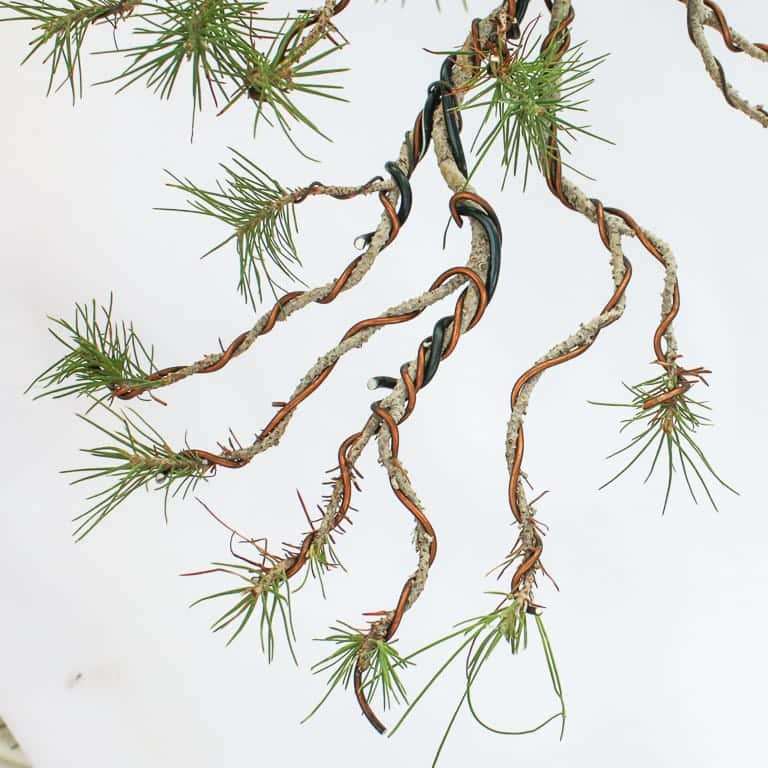 阿勒颇松树盆景怎么蟠扎修剪的7个过程