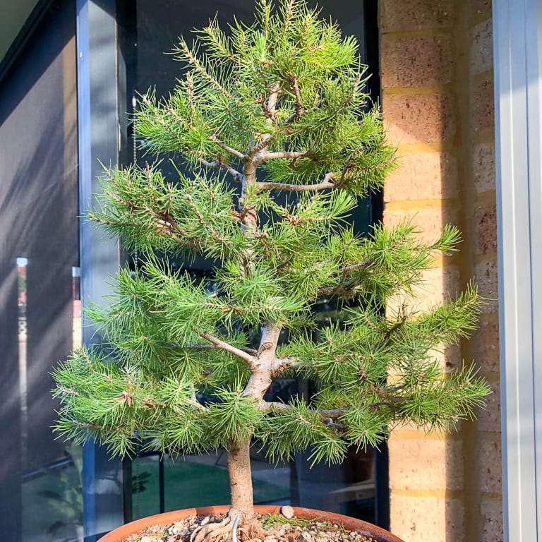 阿勒颇松树盆景怎么蟠扎修剪的7个过程