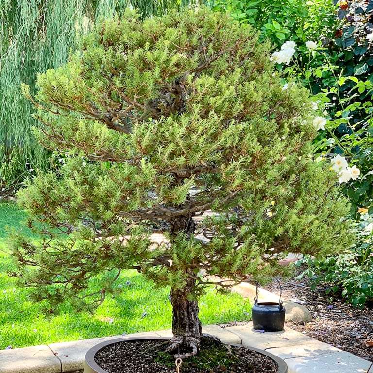 阿勒颇松树盆景怎么蟠扎修剪的7个过程