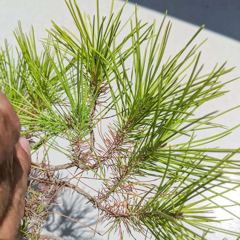 阿勒颇松树盆景怎么蟠扎修剪的7个过程