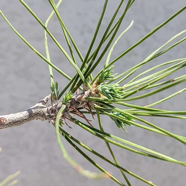 阿勒颇松树盆景怎么蟠扎修剪的7个过程