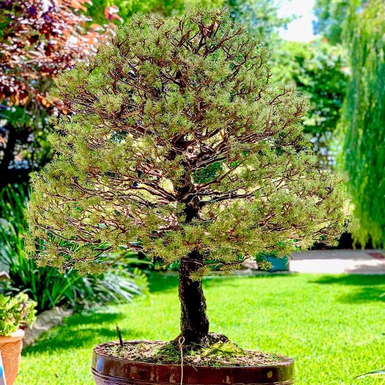 阿勒颇松树盆景怎么蟠扎修剪的7个过程