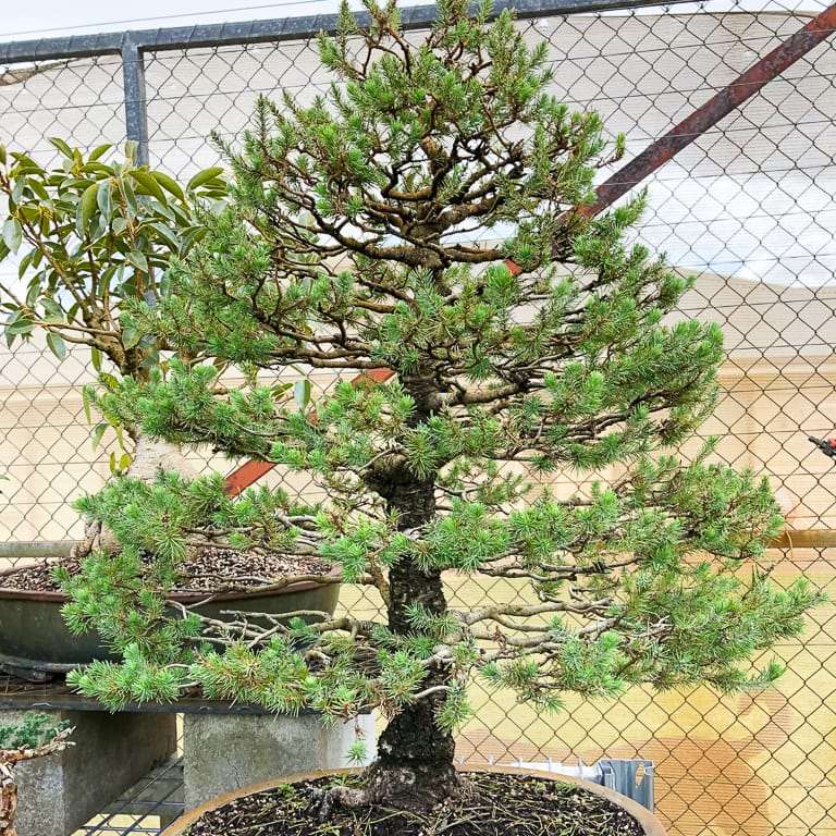阿勒颇松树盆景怎么蟠扎修剪的7个过程
