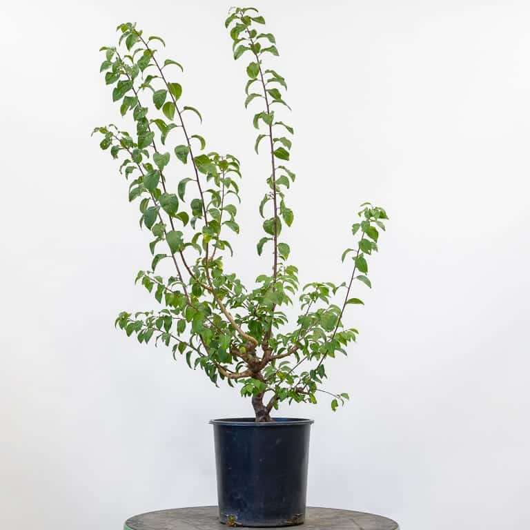 日本李子盆景怎么春季修剪的过程 图片