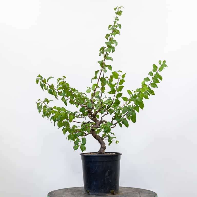 日本李子盆景怎么春季修剪的过程 图片