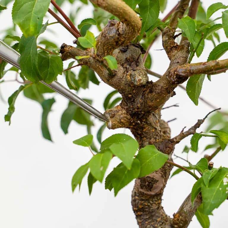 日本李子盆景怎么春季修剪的过程 图片