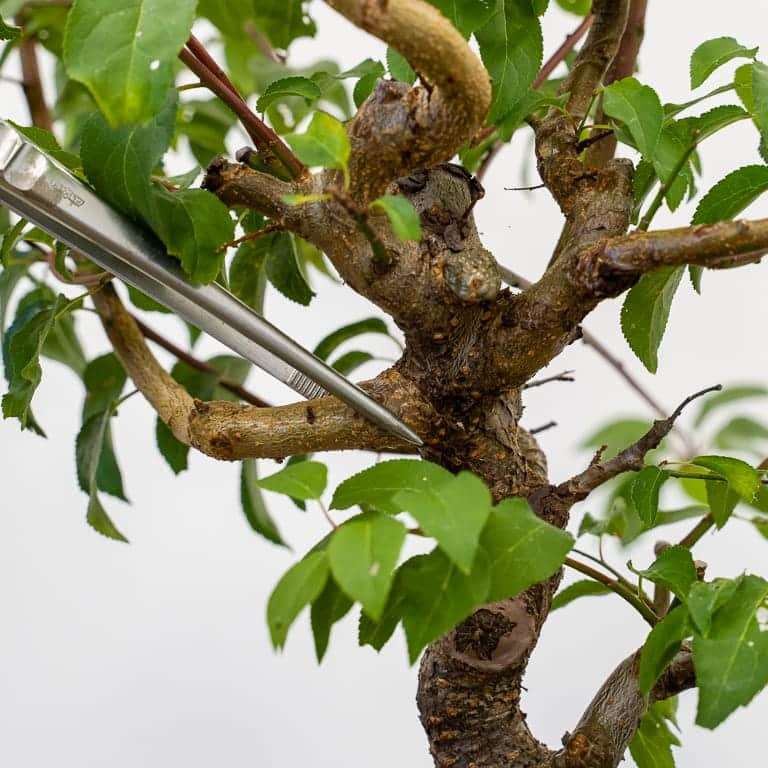 日本李子盆景怎么春季修剪的过程 图片