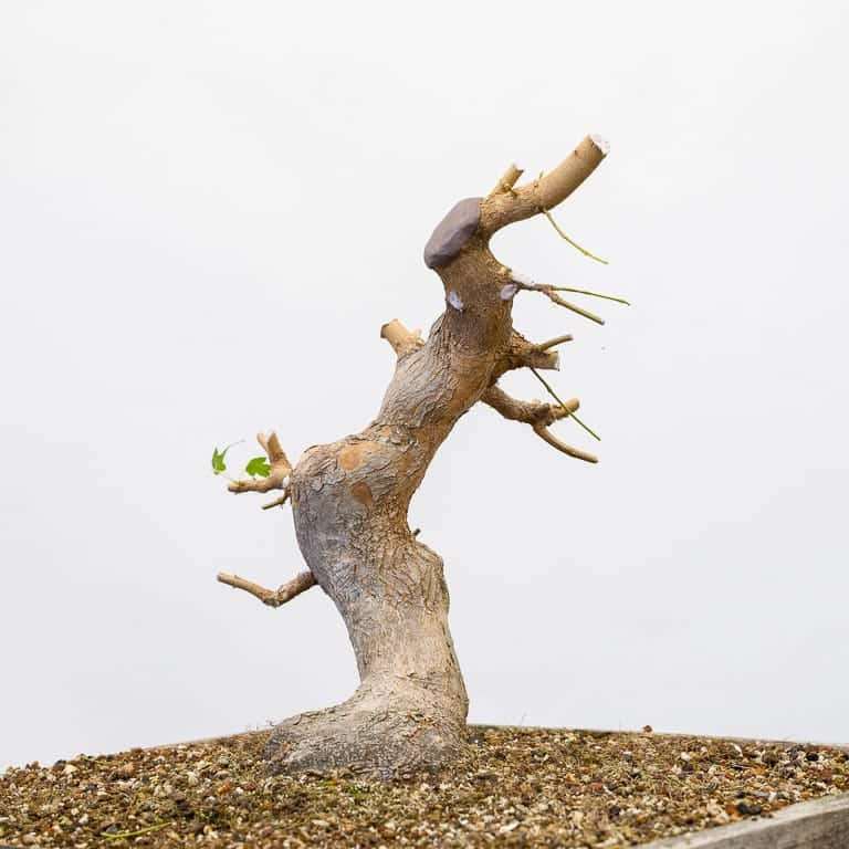 图解 三叉枫树盆景怎么修剪的8个过程