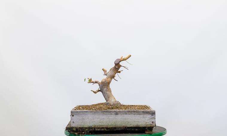 图解 三叉枫树盆景怎么修剪的8个过程