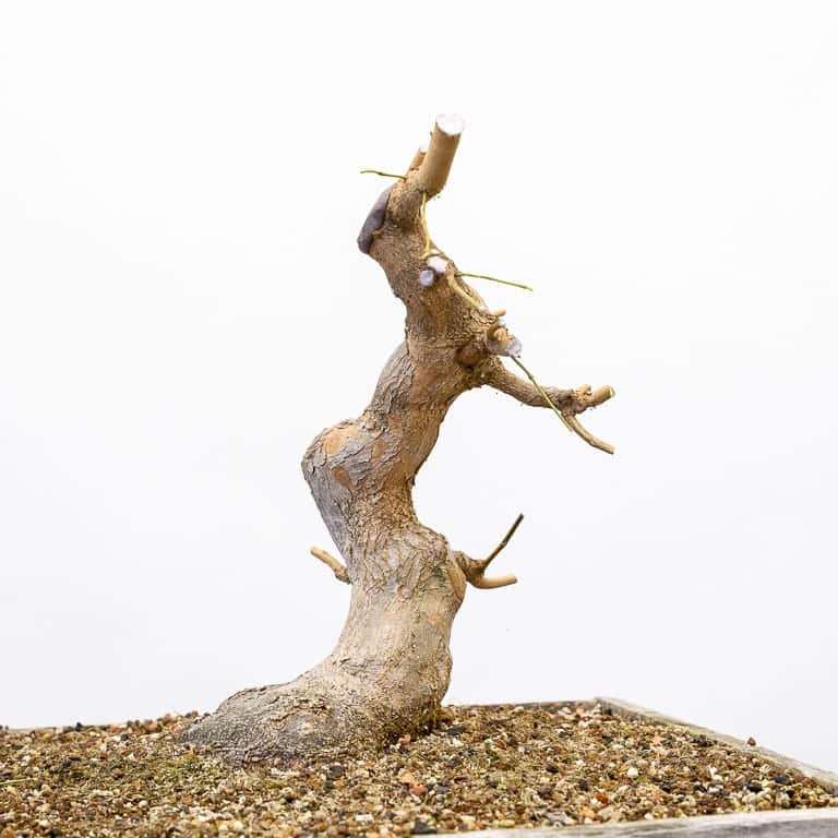 图解 三叉枫树盆景怎么修剪的8个过程