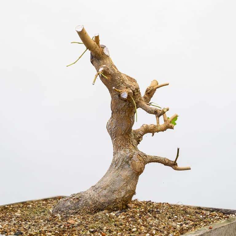 图解 三叉枫树盆景怎么修剪的8个过程