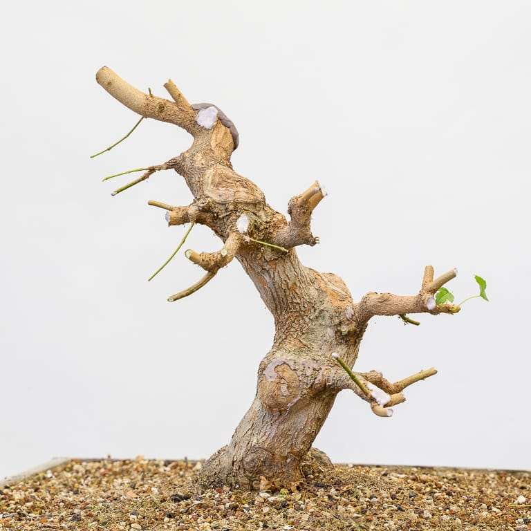 图解 三叉枫树盆景怎么修剪的8个过程