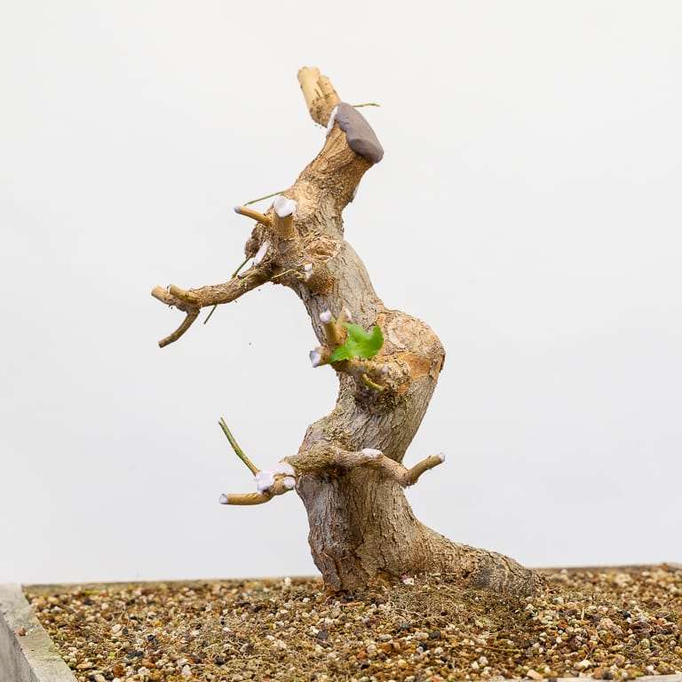 图解 三叉枫树盆景怎么修剪的8个过程