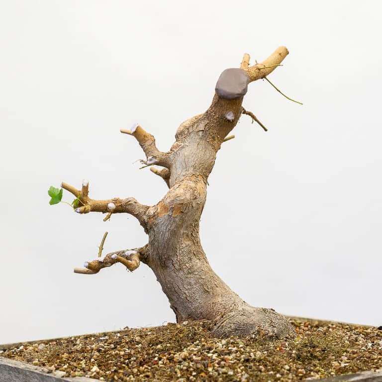 图解 三叉枫树盆景怎么修剪的8个过程