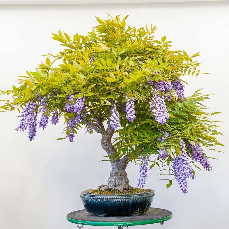 图解 紫藤盆景叶子怎么修剪的8个过程