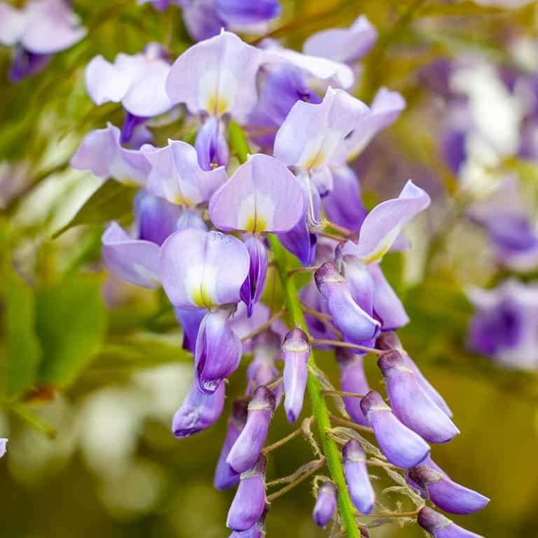 图解 紫藤盆景叶子怎么修剪的8个过程