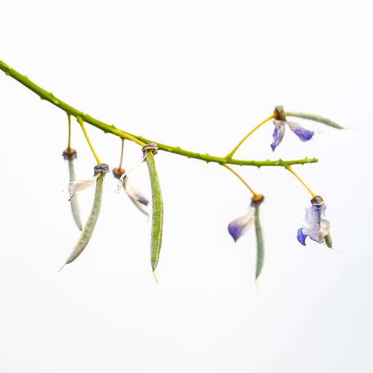 图解 紫藤盆景叶子怎么修剪的8个过程