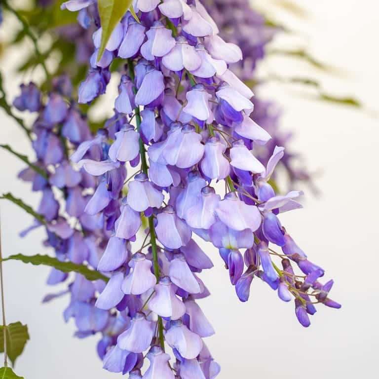 图解 紫藤盆景叶子怎么修剪的8个过程