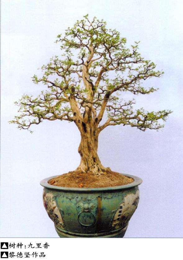 作为盆景协会的会长 如何履行职责