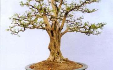 作为盆景协会的会长 如何履行职责