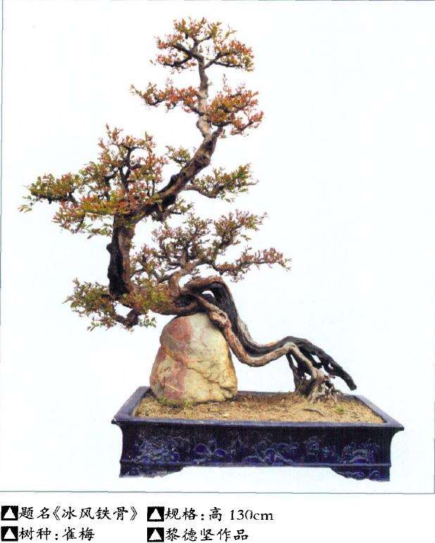 东莞盆景奇石精品展