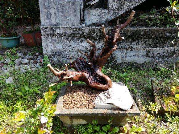 荔枝下山桩希望成活 别干死了 图片